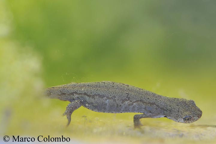 Ichthyosaura alpestris apuana e ossigenazione acqua